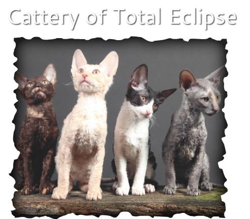 Cattery of Total Eclipse